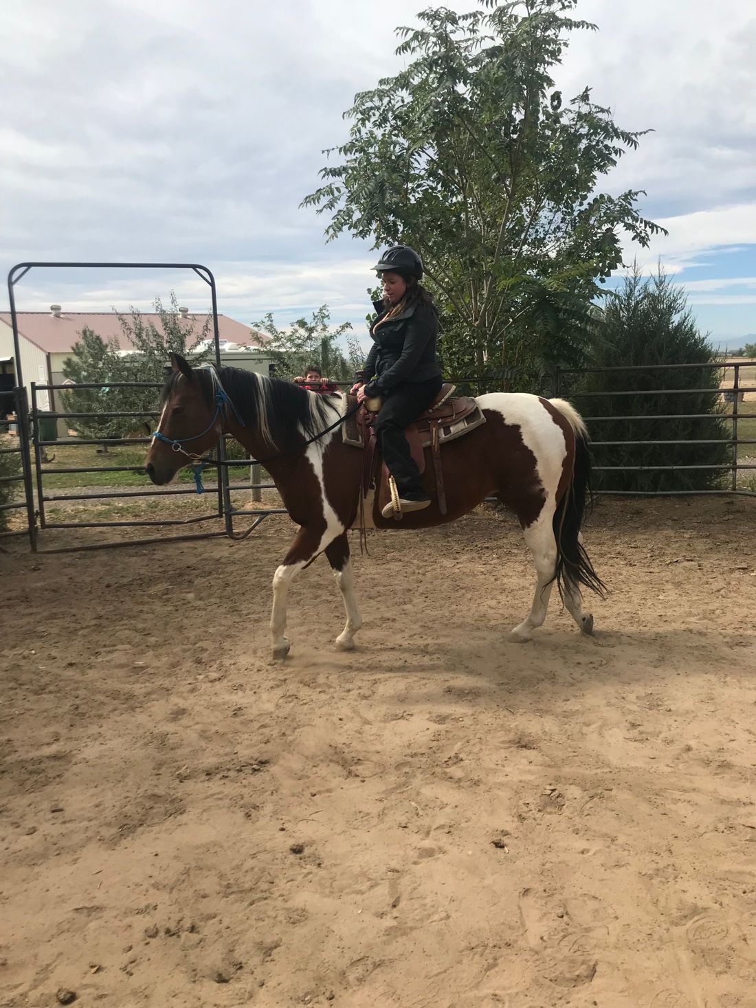 A rider in a helmet walking a brown and white Paint horse around the round pen