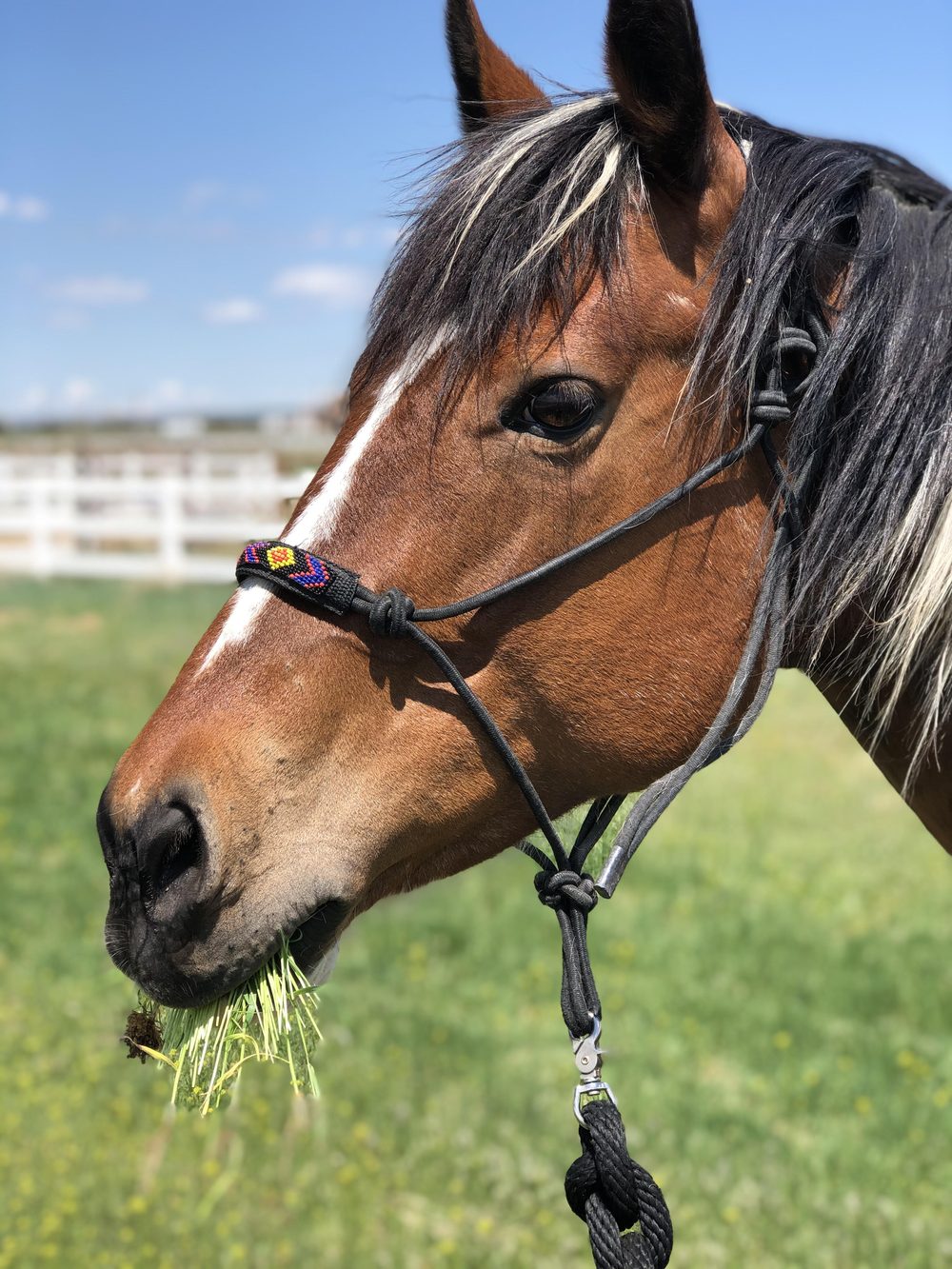 Close-up of Bourbon, a brown and white Paint mare with a white blaze, munching a mouthful of grass in her beaded rope halter
